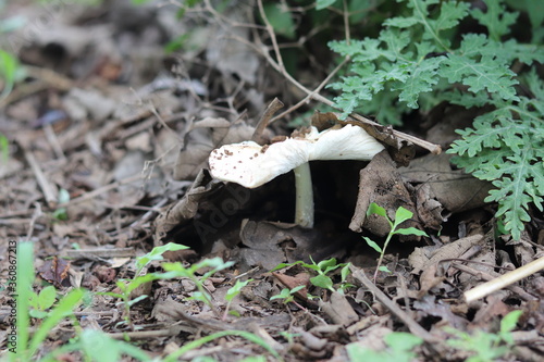 mushroom in forest photo