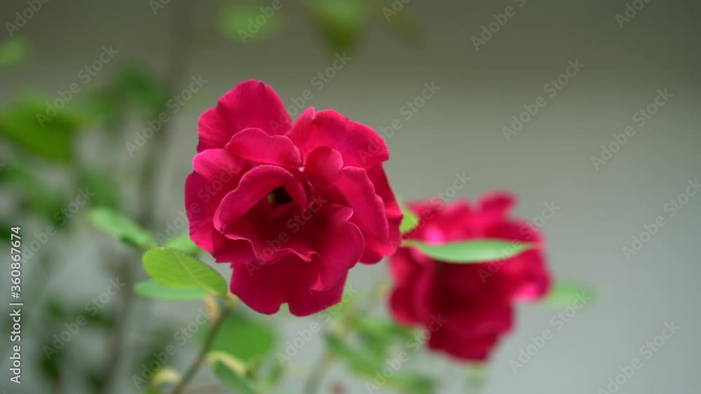 A red climbing rose blooming in summer A red climbing rose blooming in summer