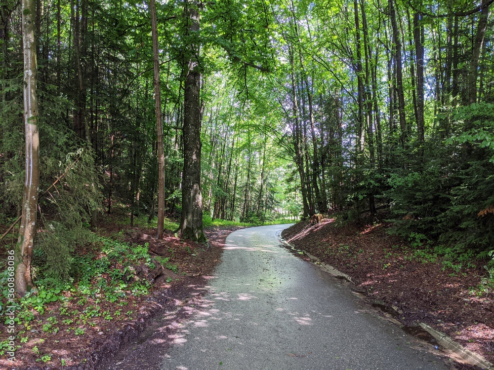 Wald Wald
