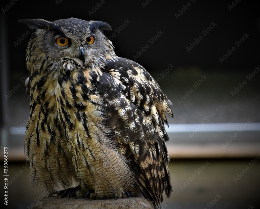 Fototapeta premium Eule, Vogel, Natur, Hintergrund