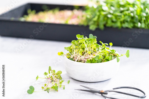 Microgreens © arinahabich