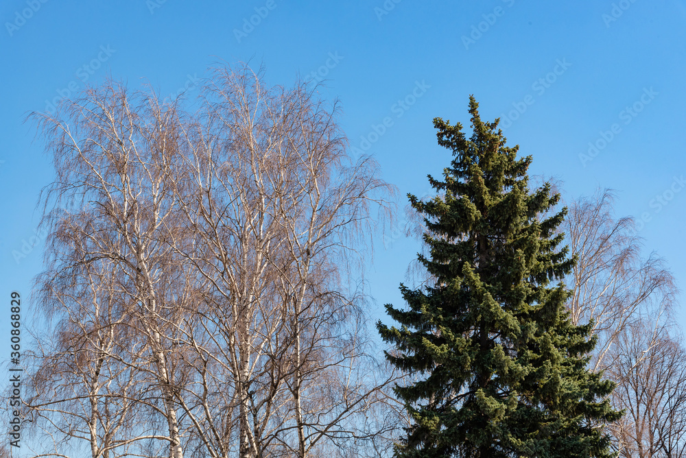 Nature tree with blue sky background in public park Nature tree with blue sky background in public park