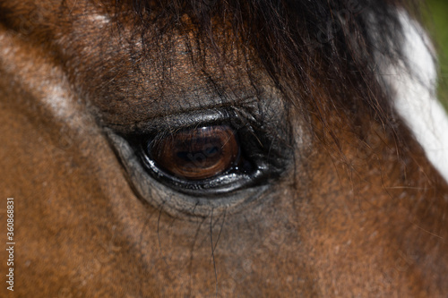 Close up of ponies brown eye in natural light