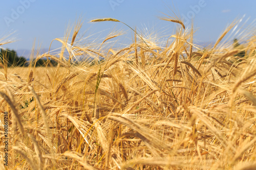 Background of ripe ears of bread. Yellow wheat field. Close-up of nature. Harvest of bread. Summer landscape