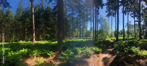 Panorama from a MTB path around Stegeren