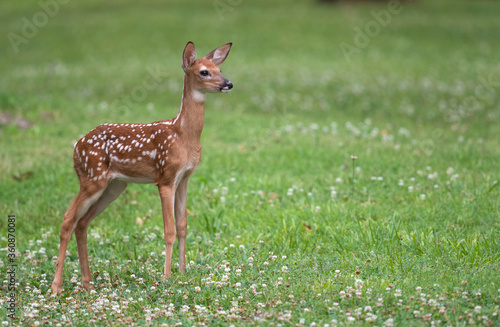 White-tailed deer fawn in an open meadow