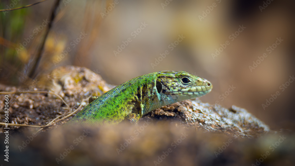 Fototapeta premium Close-up of bright green lizard