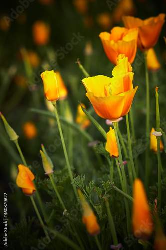 Beautiful yellow flowers - California poppy, it is a flower symbol of the state of California, lit by the morning sun.
