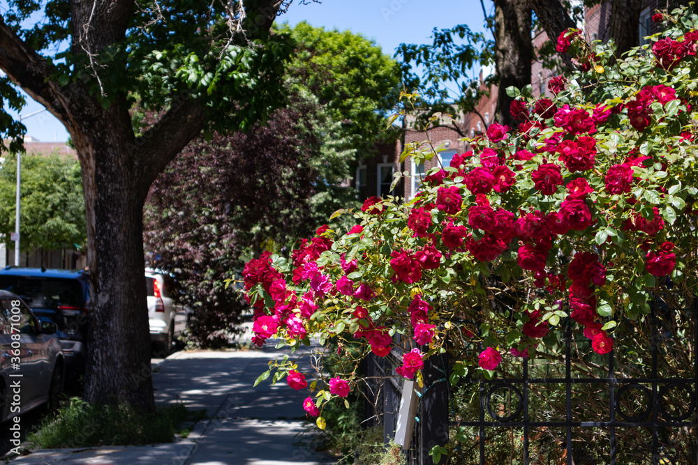 Beautiful Red Rose Bush during Spring in a Home Garden along the Sidewalk in Sunnyside Queens New York