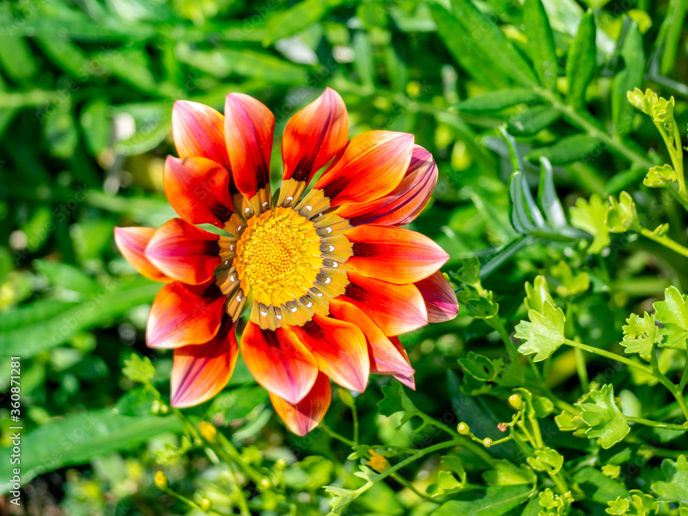 orange flower orange flower