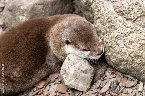 Canvas Print Cute otter animal sleep play swim
