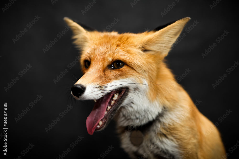 Red fox sits on a black background Red fox sits on a black background