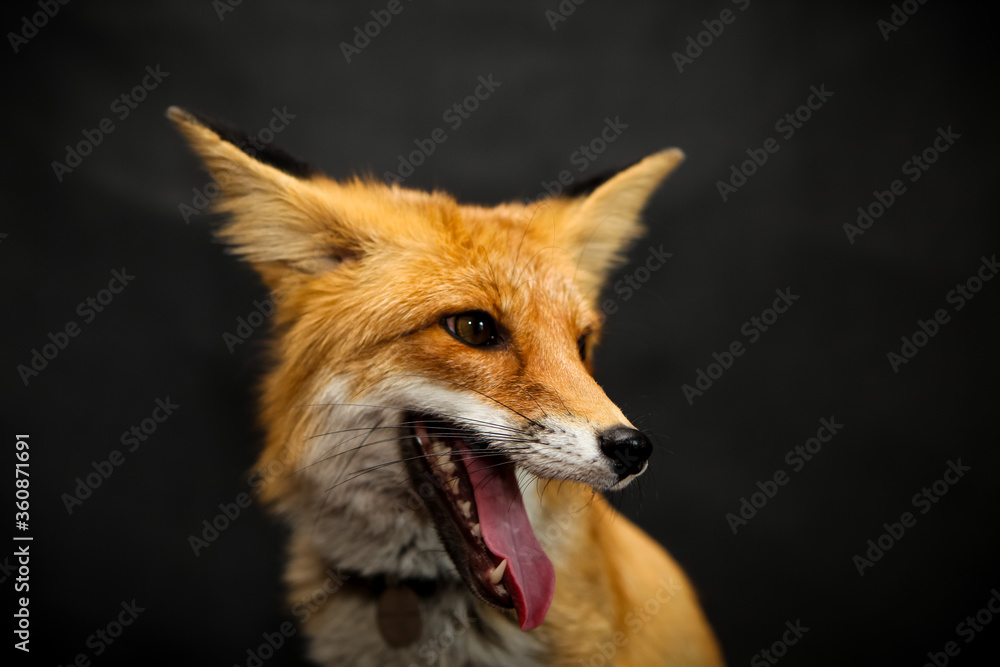 Fototapeta premium Red fox sits on a black background