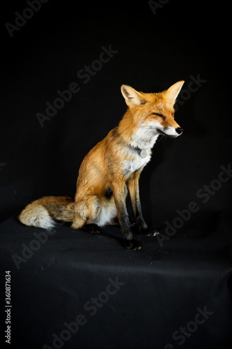 Red fox sits on a black background © Elena