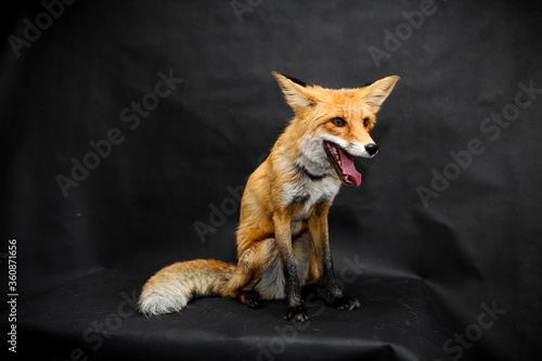 Red fox sits on a black background