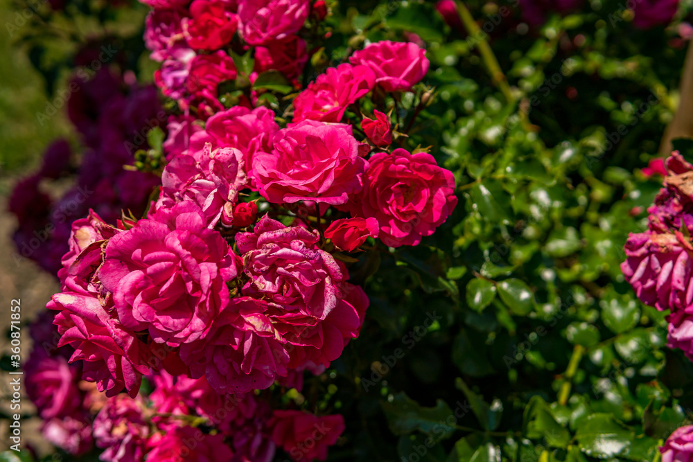 Beautiful roses in a garden on Lake Constance Beautiful roses in a garden on Lake Constance