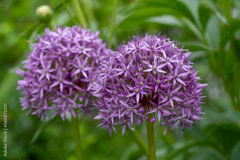 Persian onion, Allium hollandicum Persian onion, Allium hollandicum
