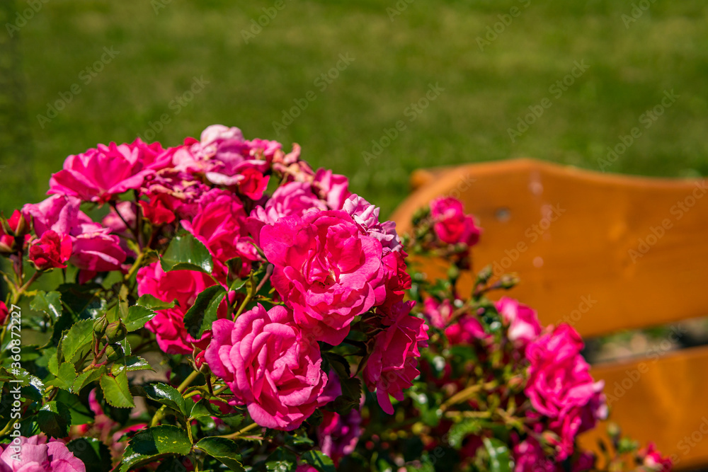 Beautiful roses in a garden on Lake Constance Beautiful roses in a garden on Lake Constance