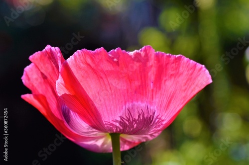 Pink poppy flower.