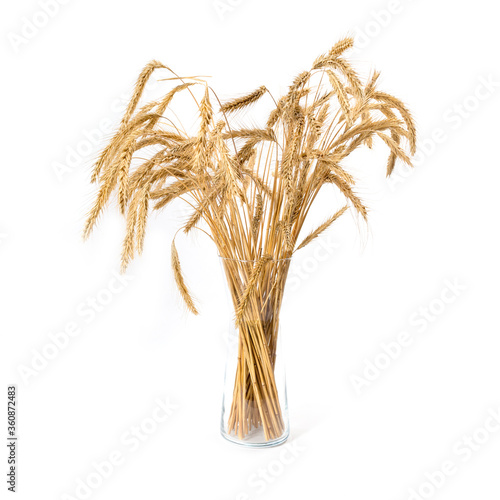 Eer Yellow of wheat in a vase isolated on white background.