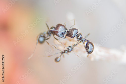 Fight to death on a branch between different rival ants to survive