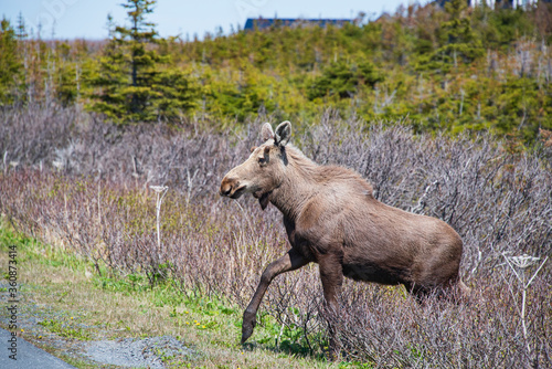Young moose with antler buds Alces alces  walking up an incline in alder bushes