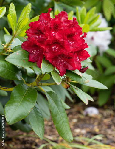 Rhododendron Hybrid Rabatz, Rhododendron hybrid photo