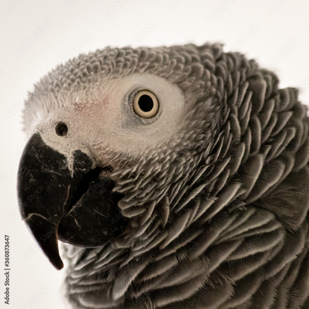 Fototapeta premium grey parrot portrait