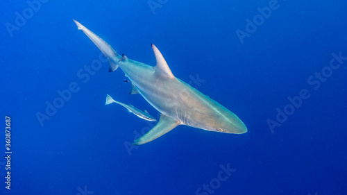 The shark passes silently under your feet flying over the deep blue