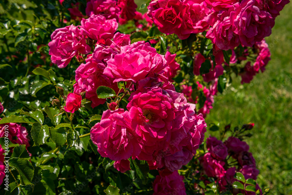 Beautiful roses in a garden on Lake Constance Beautiful roses in a garden on Lake Constance
