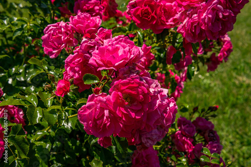 Beautiful roses in a garden on Lake Constance