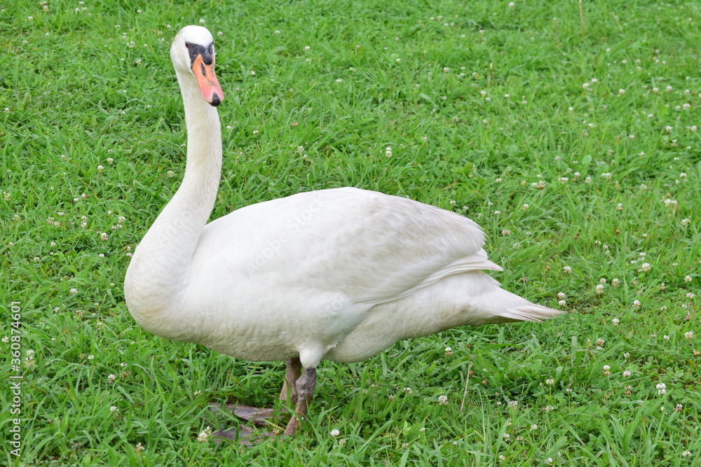 Naklejka premium Swan family