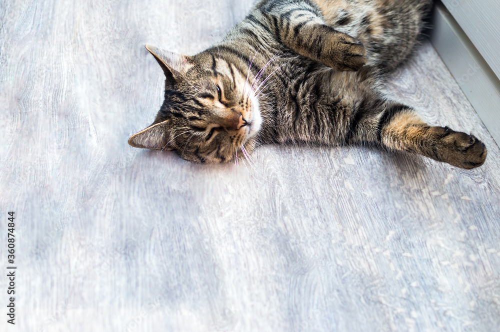 Close-up portrait of a gray cat
