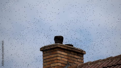 Bee swarm. Wild bees on the roof of the house and on the chimney. Swarm invasion of human dwellings.