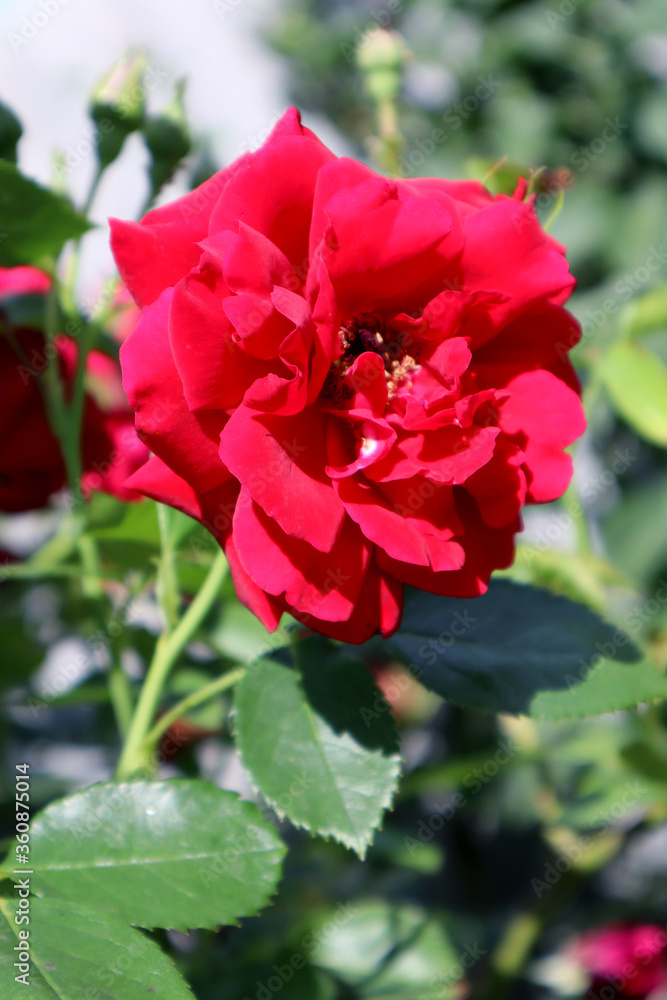 Red rose flowers in the garden Red rose flowers in the garden