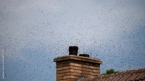 Bee swarm. Wild bees on the roof of the house and on the chimney. Swarm invasion of human dwellings.