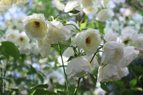 White rose bush in the garden