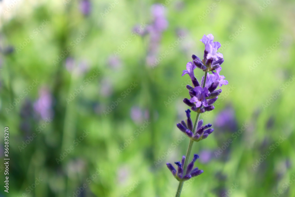 Lavender flowers in the meadow. Natural background. Lavender flowers in the meadow. Natural background.