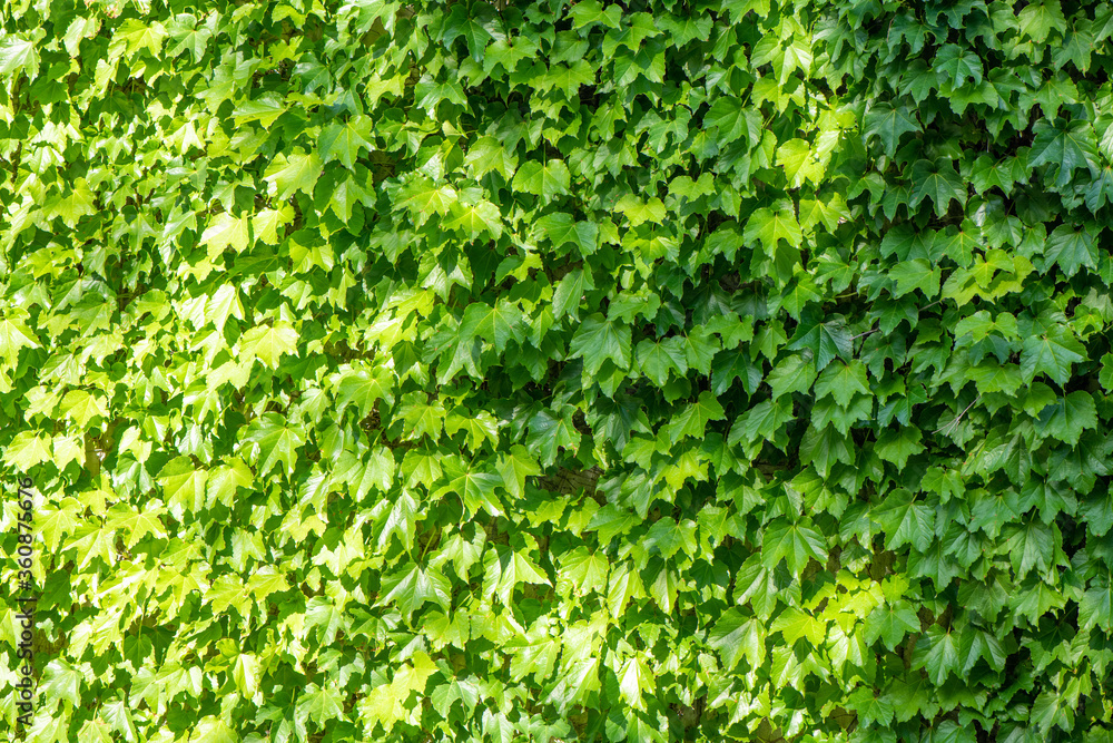 Obraz premium 新緑と太陽の光