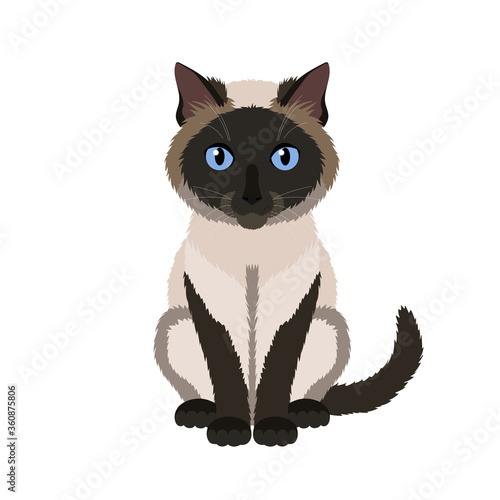 Vector illustration of funny siamese cat isolated on white background