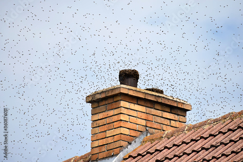 Bee swarm. Wild bees on the roof of the house and on the chimney. Swarm invasion of human dwellings.