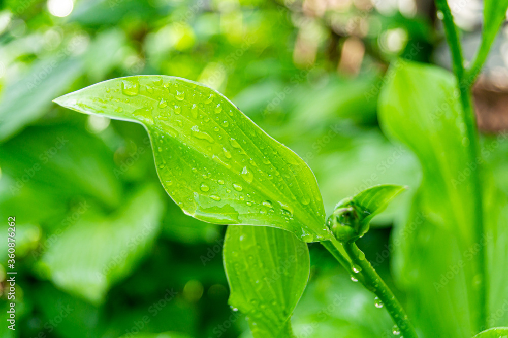 plant, leaf, green, nature, leaves, dew, water, grass, flower, drops, garden, isolated, macro, fresh, wet, botany, herb, drop, botanical, rain, natural, summer, foliage, color, colorful, beauty, beaut plant, leaf, green, nature, leaves, dew, water, grass, flower, drops, garden, isolated, macro, fresh, wet, botany, herb, drop, botanical, rain, natural, summer, foliage, color, colorful, beauty, beaut