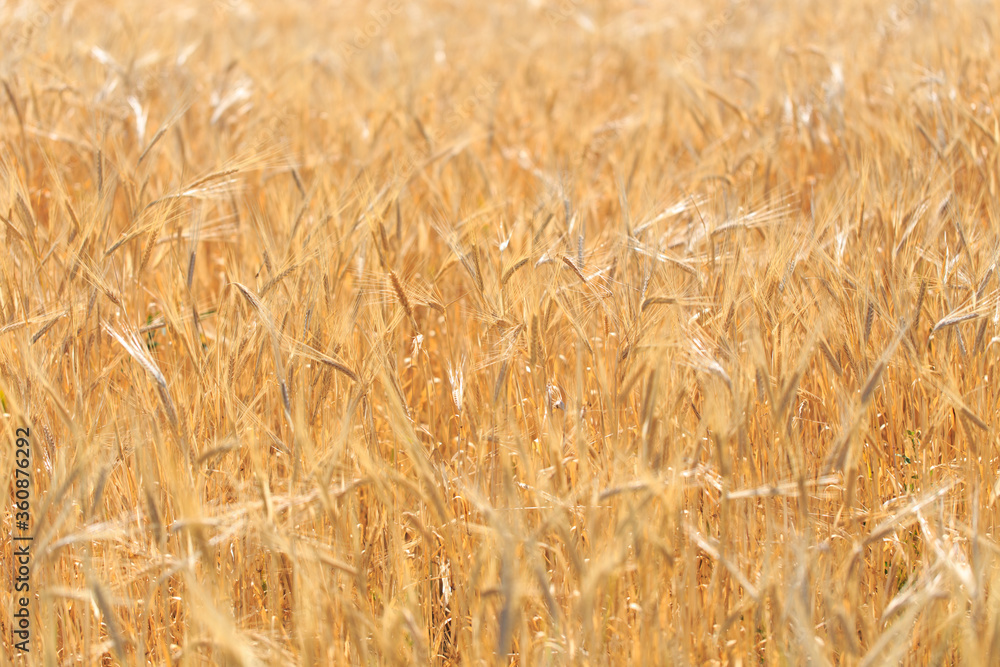 Background of ripe ears of bread. Yellow wheat field. Close-up of nature. Harvest of bread. Summer landscape Background of ripe ears of bread. Yellow wheat field. Close-up of nature. Harvest of bread. Summer landscape
