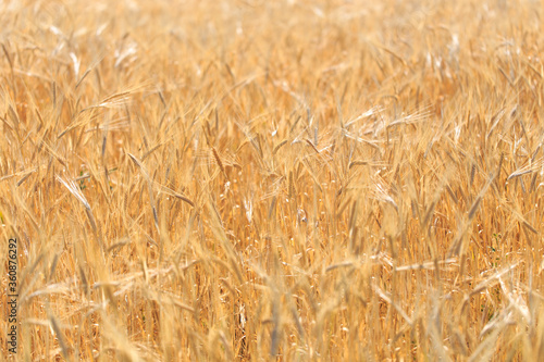 Background of ripe ears of bread. Yellow wheat field. Close-up of nature. Harvest of bread. Summer landscape