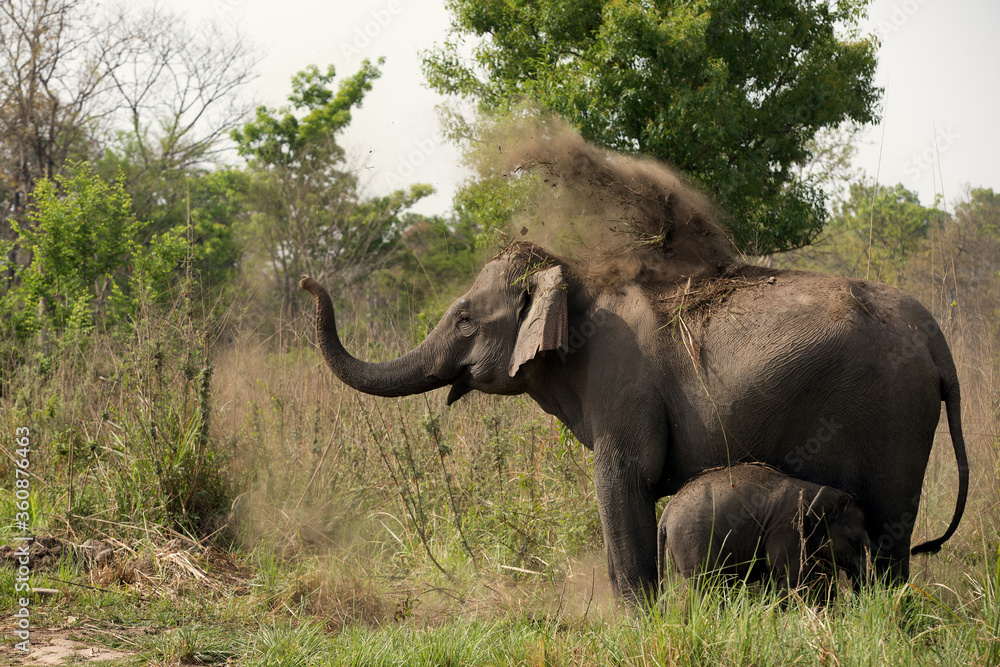 Elephant taking dust bath, Jim Corbett National Park, India Elephant taking dust bath, Jim Corbett National Park, India