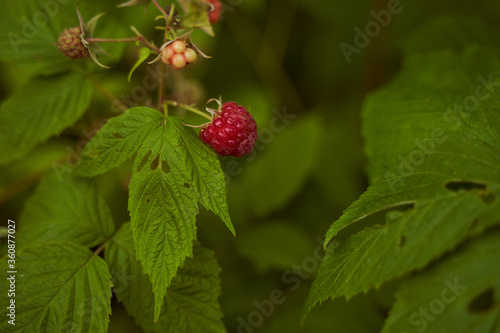 red raspberry berry in leafy greens. Close-up.