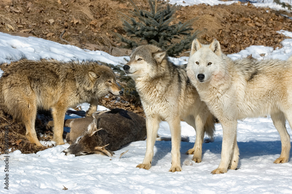 Obraz premium Wolf pack with kill