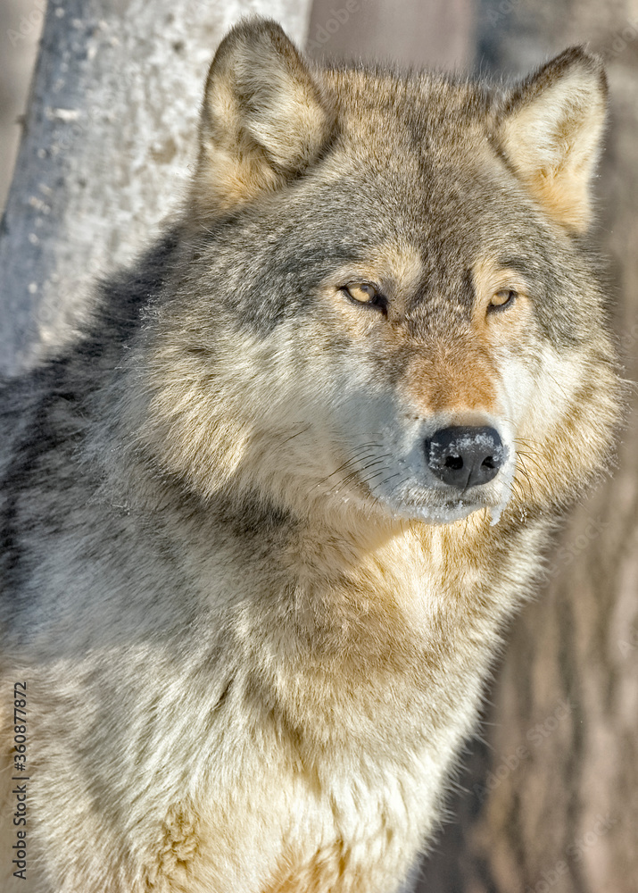 Gray wolf portrait close up