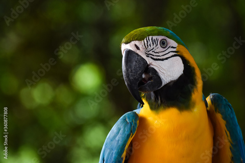 blue and yellow macaw