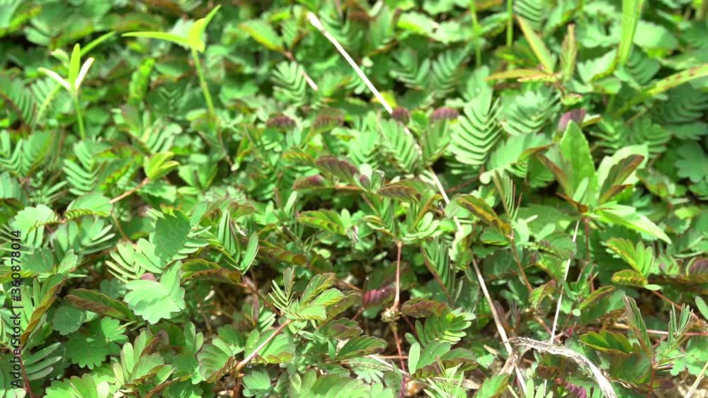 Movement of Mimosa Pudica (sleepy plant or sensitive plant) Movement of Mimosa Pudica (sleepy plant or sensitive plant)